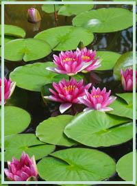 masajes1