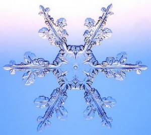 nieve