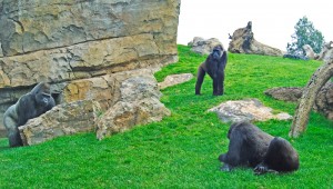 Bioparc_Valencia_-_grupo_reproductor_gorilas_-_Mambie,_Fossey_y_Ali