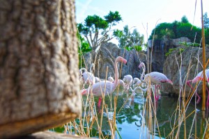 Humedales - BioparcValencia