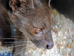 Ankarana - hembra fosa - Bioparc Valencia 2012