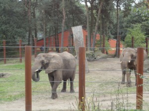 Greta y Betty en su nuevo hogar en Holanda (2)