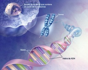 adn3