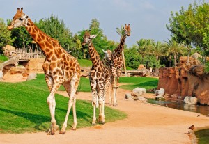 Bioparc_Valencia_-_Sabana_africana