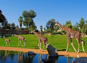 Bioparc Valencia - Jirafas recorriendo la Sabana