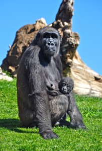 BIOPARC_V..