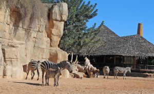 Primera_cebra_nacida_en_Bioparc_Valencia_-_marzo_2013