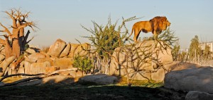Bioparc Valencia - León en el kopje de la sabana africana