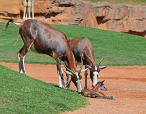 Nuevo nacimiento en Bioparc - la segunda cría de blesbok en apenas unos días - 29-7-13