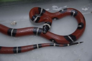 796808
