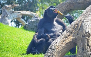Bioparc V..