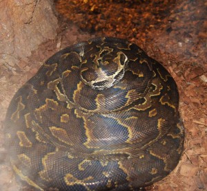 Pitón de Seba - huevos - Bioparc Valencia