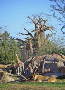 Manada de jirafas - observadas desde el kopje - febrero 2014 - Bioparc Valencia