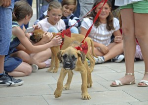 4 desfile solidario de perros abandonados - FATINA Y MOMI