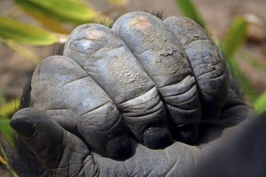 Está en nuestras manos evitar la pérdida de Biodiversidad - mano del gorila Jitu - Bioparc Valencia