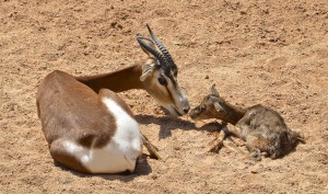 Gacelas Mhorr - madre y cría recién nacida - Bioparc Valencia - verano 2014