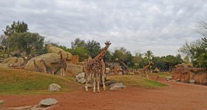 Jirafas en la Sabana - Bioparc Valencia - febrero 2015