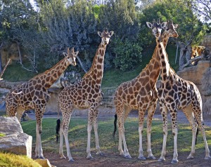 4 jirafas en la Sabana africana de Bioparc Valencia
