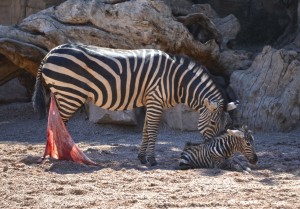 Primeros instantes de vida de una cebra recién nacida - Bioparc Valencia