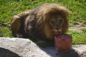 BIOPARC Valencia - verano 2015 - león refrescándose con un helado de carne
