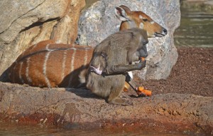 Dril con su cría recién nacida junto a una sitatunga - BIOPARC Valencia - otoño 2015