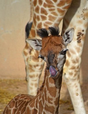 BIOPARC Valencia - la cría de jirafa cumple 3 semanas de vida 2