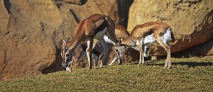 Gacelas de Thomson - BIOPARC Valencia 2016