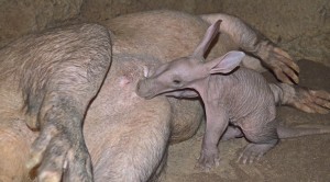 Bebé oricteropo con 3 días de vida - BIOPARC Valencia (3)