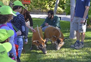 Exploradores de Expedición África paseando junto a los potamoqueros rojos - Bioparc Valencia