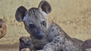 pequena-bioparc-decidira-votacion-popular_952116106_112874766_667x375