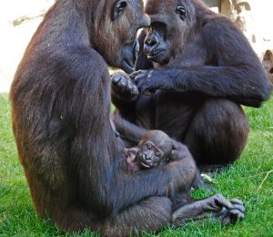 bioparc-valencia-la-gorila-ali-con-su-bebe-junta-a-la-hembra-fossey