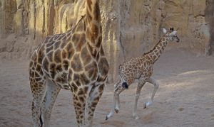 lluna-cria-de-jirafa-bioparc-valencia