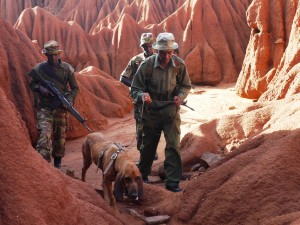 Brigada Bloodhound siguiendo un rastro en Ol Jogi (Kenya)