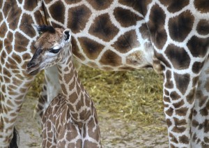 Cría de jirafa recién nacida - BIOPARC Valencia - Junto a la jirafa CHE