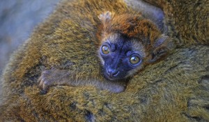 BIOPARC Valencia - la cría de lémur frentirrojo cumple 1 mes de vida (4)