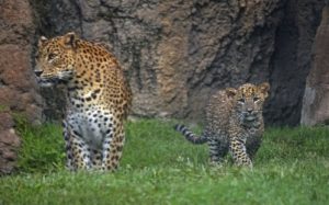 thumbnail_bioparc-valencia-leopardos-madre-y-cachorro-primer-dia-en-el-bosque-ecuatorial